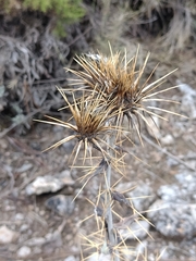 Ptilostemon hispanicus