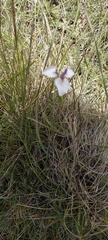 Moraea brevistyla