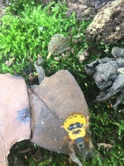 Chauliognathus flavipes