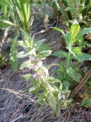 Teucrium scordium