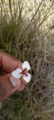 Moraea brevistyla