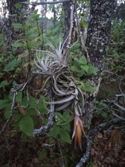 Tillandsia erubescens