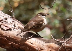 Cinclodes albiventris