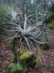 Tillandsia erubescens