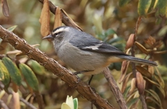 Conirostrum cinereum