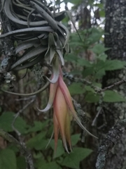 Tillandsia erubescens