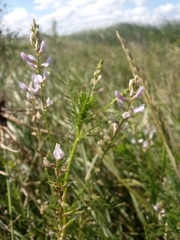 Astragalus austriacus