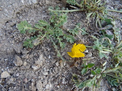 Glaucium squamigerum