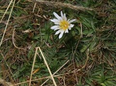 Hypochaeris taraxacoides