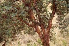 Polylepis