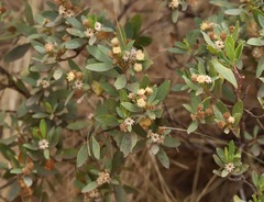 Baccharis buxifolia