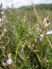 Astragalus austriacus