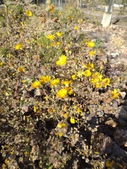 Heterotheca grandiflora