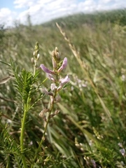 Astragalus austriacus