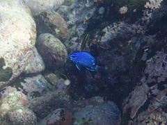 Microspathodon dorsalis