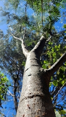 Conzattia multiflora