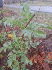 Viburnaceae