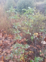 Viburnaceae