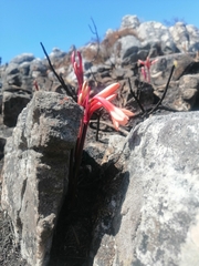 Cyrtanthus ventricosus