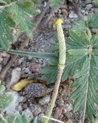 Glaucium squamigerum