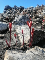 Cyrtanthus ventricosus