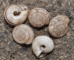 Xerocrassa subrogata