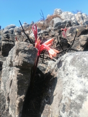 Cyrtanthus ventricosus