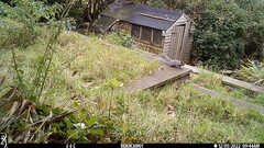 Sciurus carolinensis