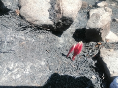 Cyrtanthus ventricosus