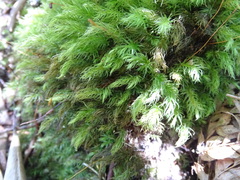 Pyrrhobryum spiniforme