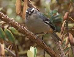 Conirostrum cinereum