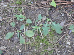 Salvia lyrata