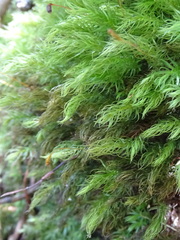 Pyrrhobryum spiniforme