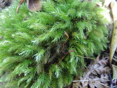 Pyrrhobryum spiniforme
