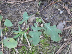 Salvia lyrata