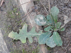 Salvia lyrata