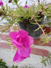 Portulacaceae