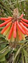 Kniphofia caulescens
