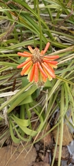 Kniphofia caulescens