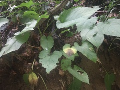 Eurybia schreberi