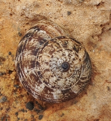 Xerosecta adolfi