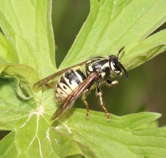 Dolichovespula arctica