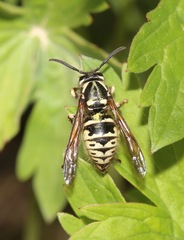 Dolichovespula arctica