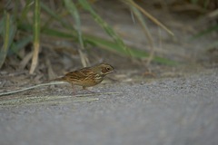 Emberiza fucata