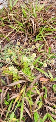 Eryngium aromaticum