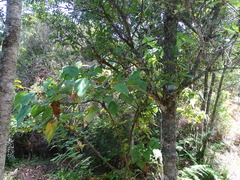 Sparrmannia africana