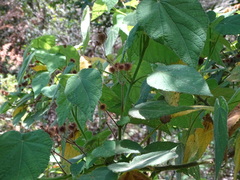 Sparrmannia africana