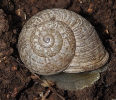 Iberus alonensis