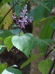 Plectranthus fruticosus