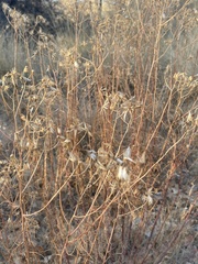 Solidago riddellii